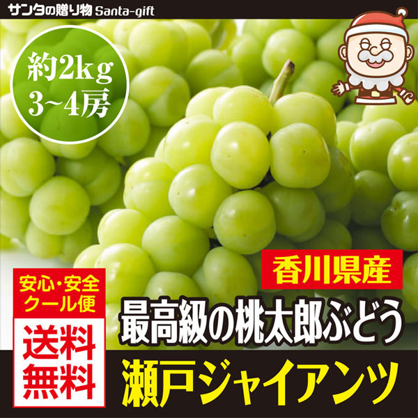 瀬戸ジャイアンツ 香川県産 約2kg（3〜6房）大変めずらしい 桃太郎