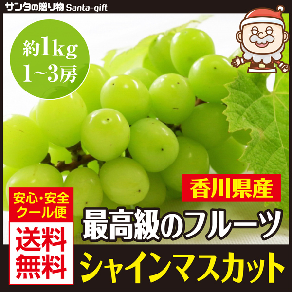 シャインマスカット ぶどう 約1kg 1〜3房 香川県 瀬戸内産 送料無料