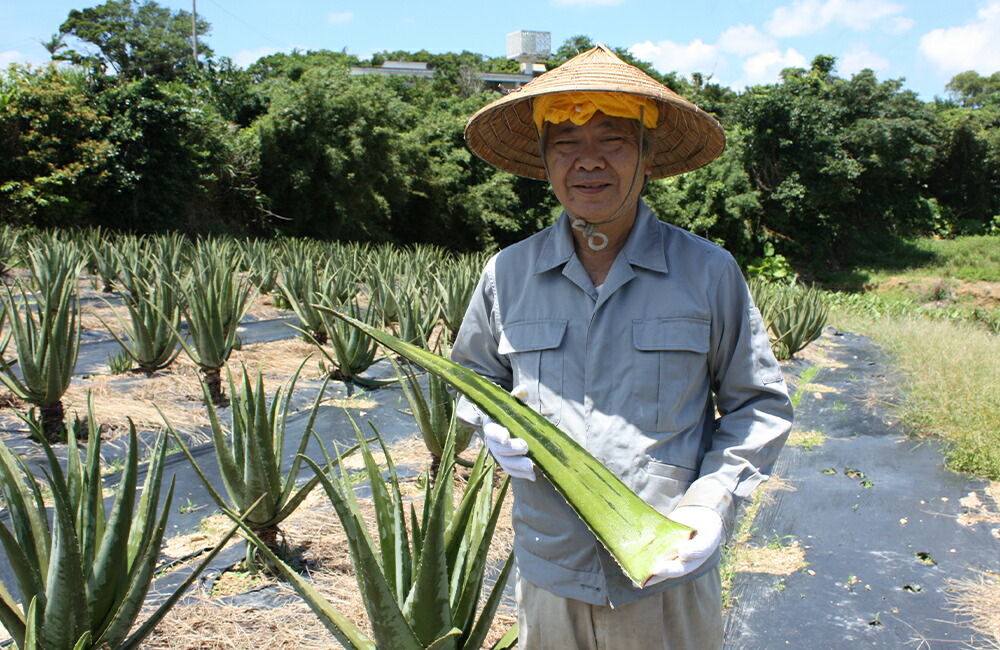 アムリターラ 沖縄アロエベラの贅沢あら搾り 500ml : サンテラボ