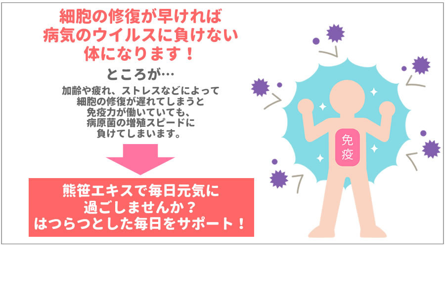 じゃく】 隈笹活性多糖体国産クマ笹100%使用星製薬の隈笹(くまざさ