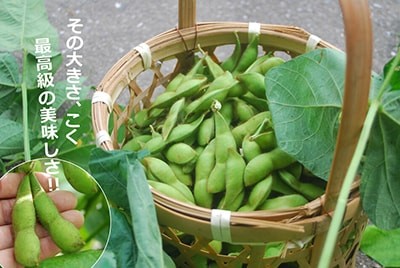 丹波黒枝豆 丹波篠山産 (バラ)さや500g袋 : 篠山食料品店 - 通販