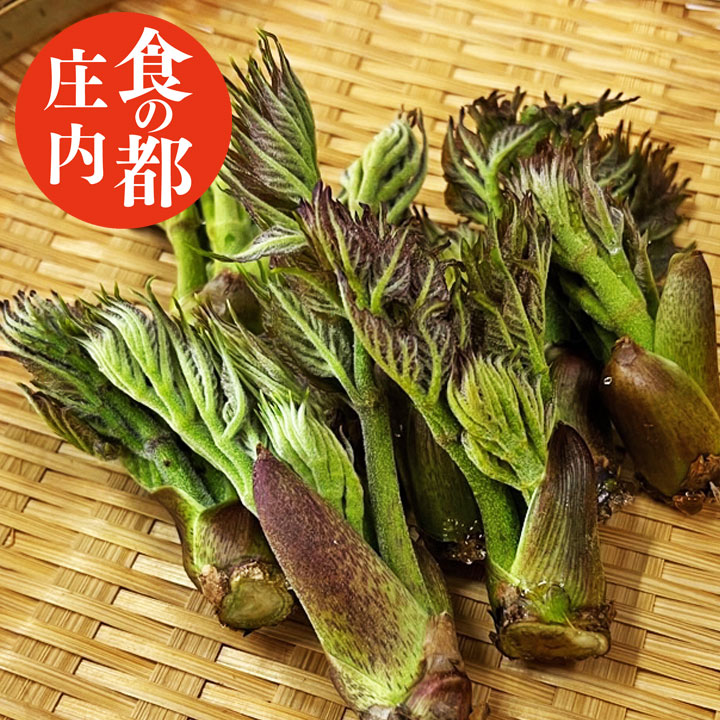 天然 山菜 タラの芽 たらの芽 100g冷蔵 山形県庄内地方 種類 春