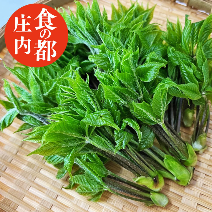 天然 山菜 こしあぶら 1パック 冷蔵 山形県庄内地方 種類 春 山菜