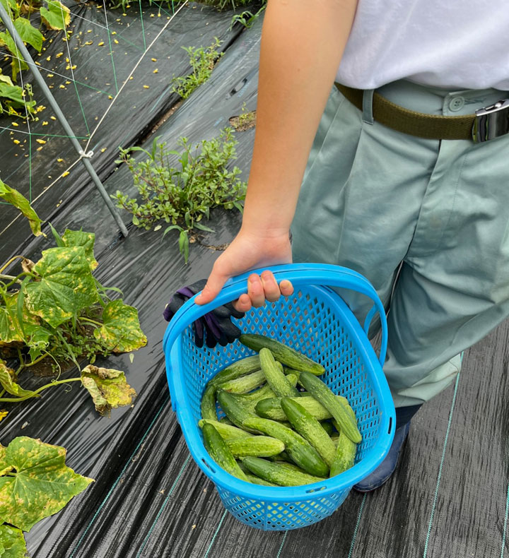 在来種 野菜 外内島キュウリ