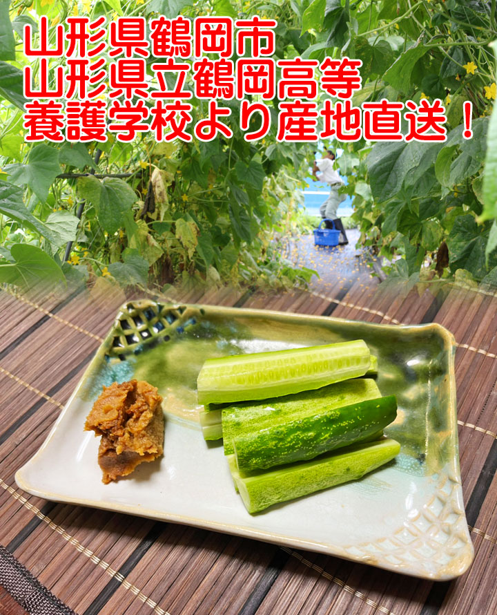 在来種 野菜 外内島キュウリ