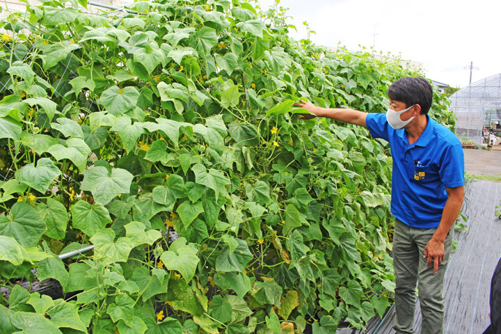 在来種 野菜 外内島キュウリ