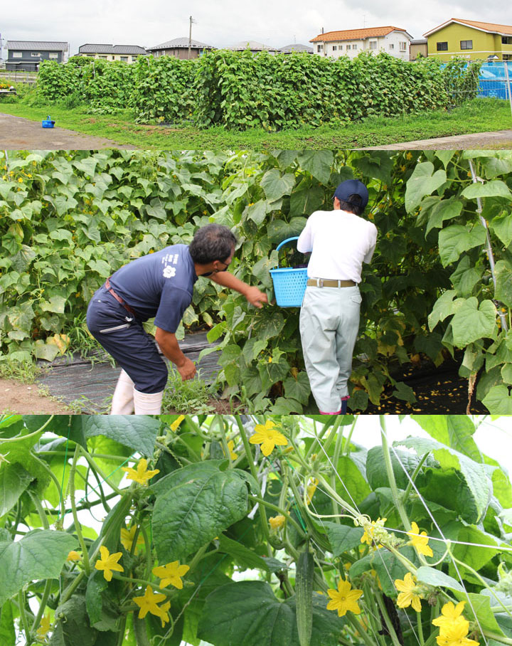 在来種 野菜 外内島キュウリ