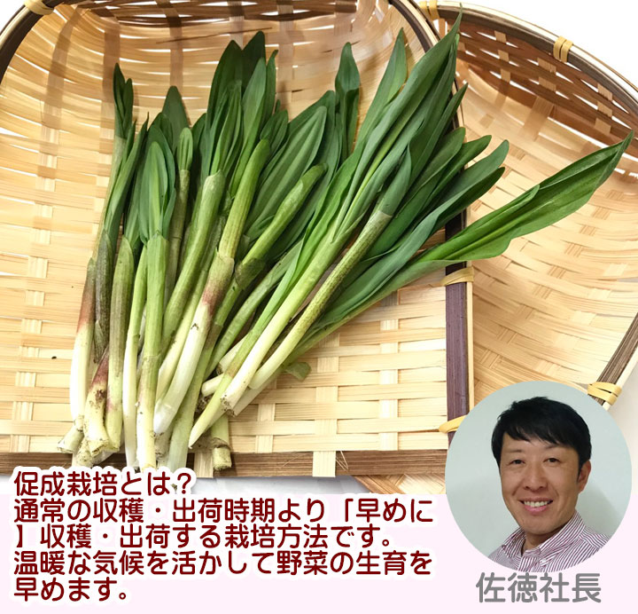 山菜 行者ニンニク