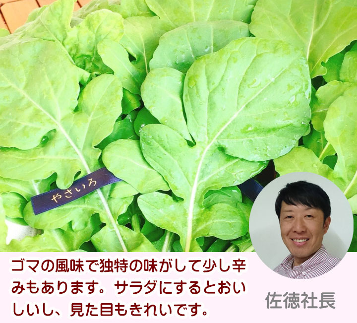 ルッコラ