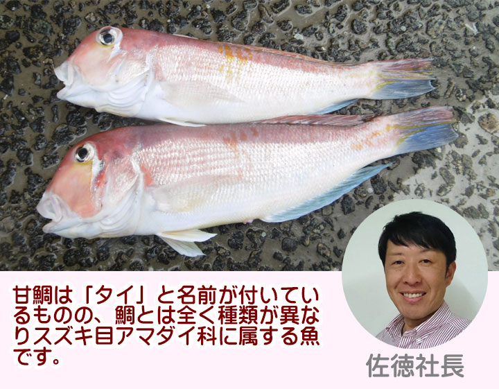 天然 甘鯛 1kg4〜6尾前後 冷蔵 アマダイ 山形県 庄内浜産 鮮魚