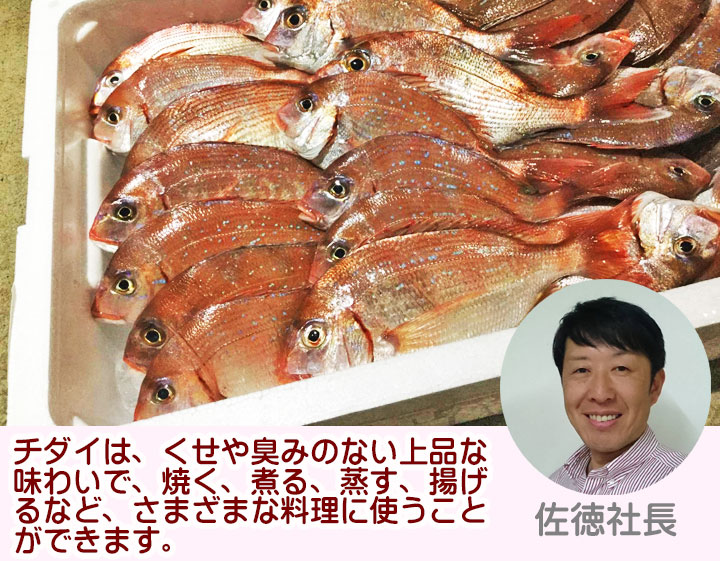 天然 チダイ 1kg 4〜6尾 冷蔵 ハナダイ 小鯛 山形県 庄内浜産 鮮魚 食
