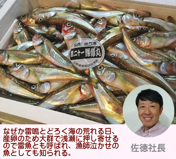 【得価セール】食品サンプル　鮮魚ハタハタ　曲がり 食品サンプル