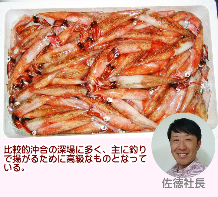 ヤリイカ