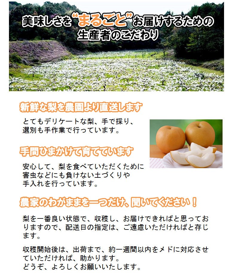 梨 新高 贈答用 7~8個 森の梨園 新高梨 新高なし 新高ナシ なし ナシ :nashi-niitaka:キープビギン 里の贈りもの - 通販 - Yahoo!ショッピング 梨 新高 贈答用 7~8個 森の梨園 新高梨 新高なし 新高ナシ なし ナシ :nashi-niitaka:キープビギン 里の贈りもの - 通販 - Yahoo!ショッピング