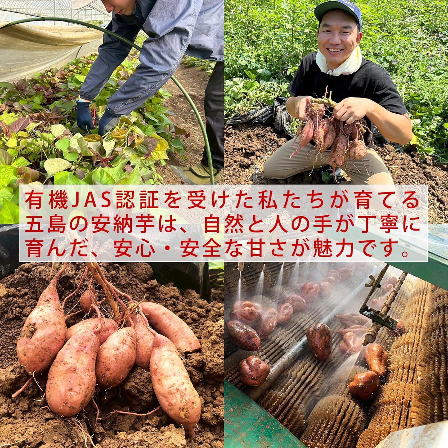 ひとくち焼き芋 五島列島産 安納芋使用 ひとくち焼き安納芋 50g×5袋
