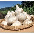 青森県田子産にんにく