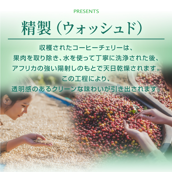 澤井珈琲 コーヒー 豆 粉 豆のまま 