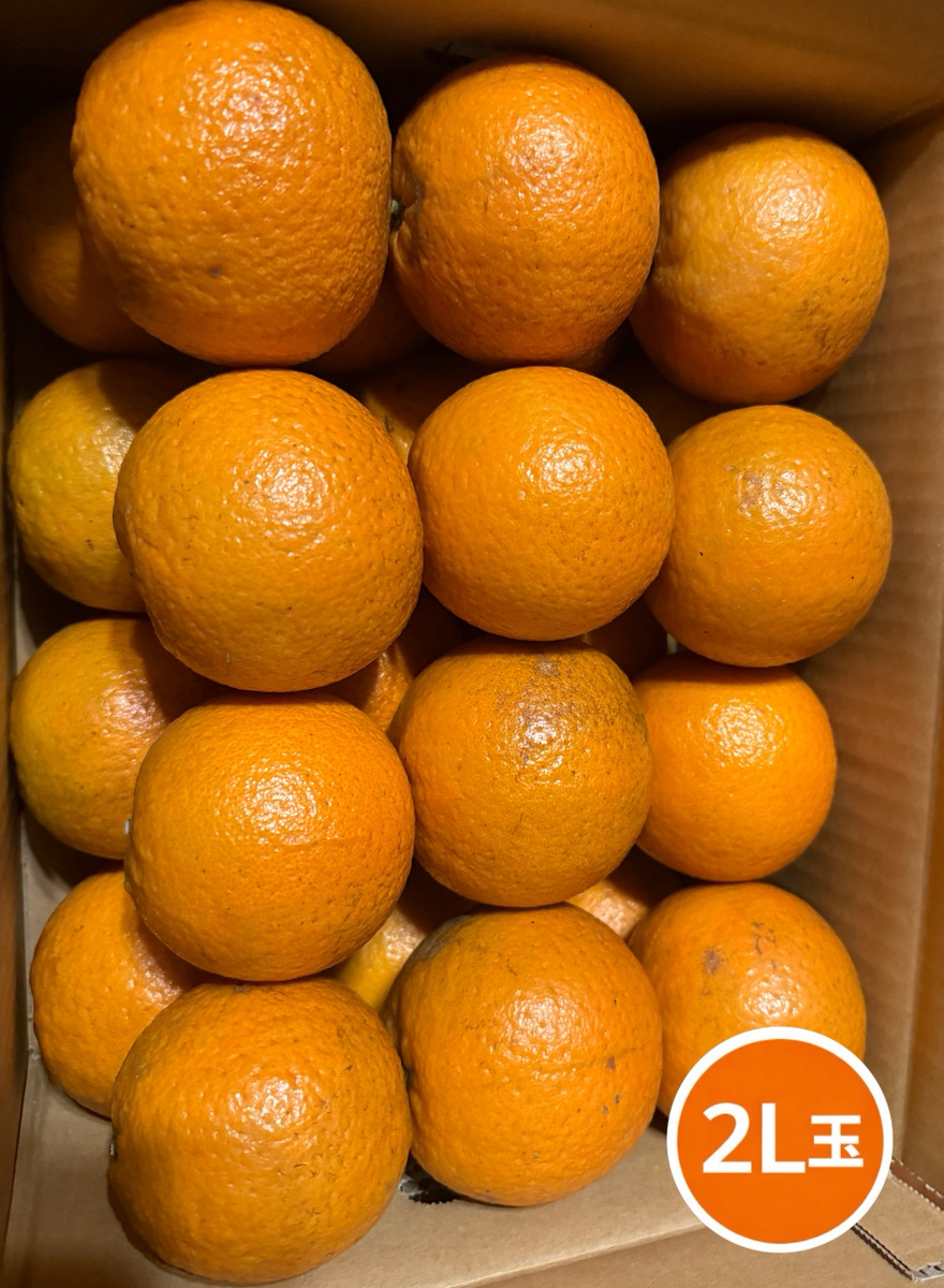 たんかん 奄美 5kg タンカン 贈答用 訳あり5キロ みかん 完熟たんかん