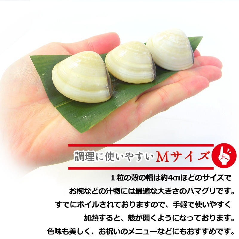 はまぐり ハマグリ 蛤 Mサイズ 500g（約20〜30個入り）殻付ハマグリ