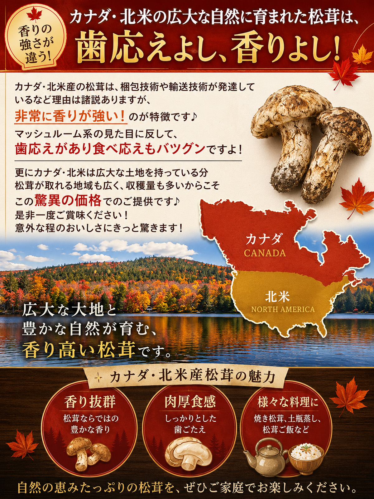 生松茸 約1kg 北米・カナダ産 つぼみ/訳あ...の詳細画像2