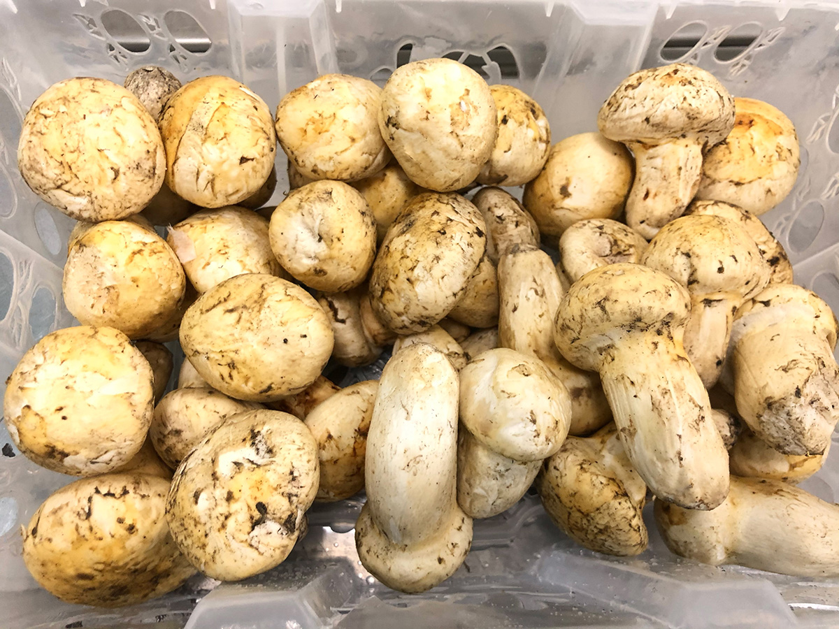 生松茸 約1kg 北米・カナダ産 つぼみ/訳あ...の詳細画像4