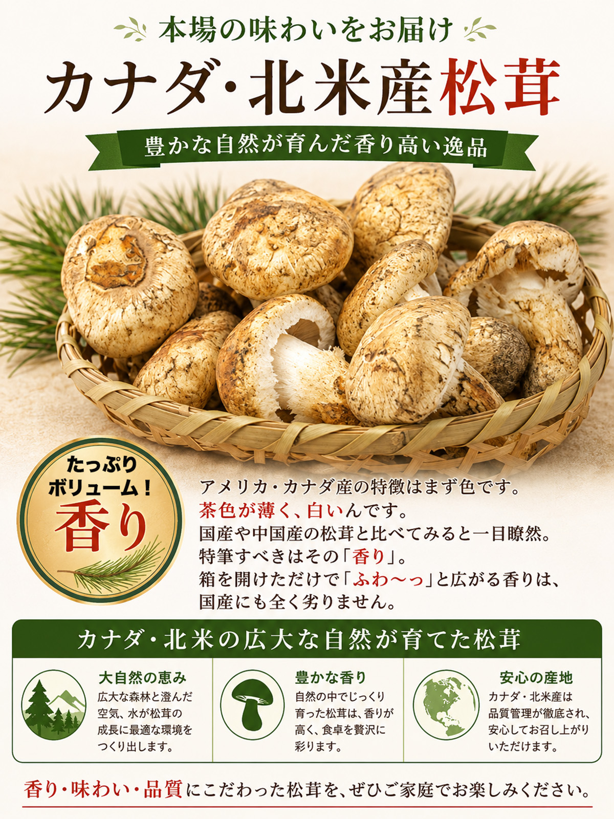 生松茸 約1kg 北米・カナダ産 つぼみ/訳あ...の詳細画像5