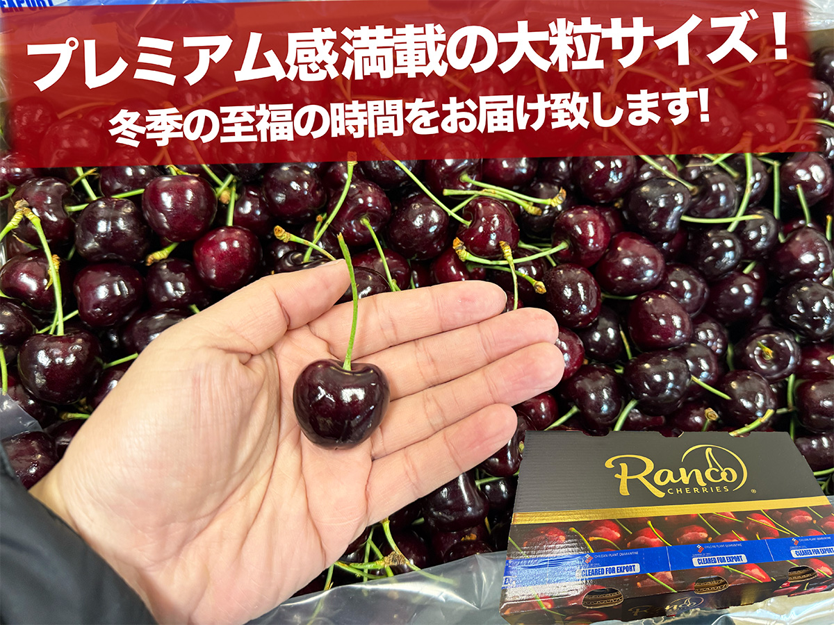 ダークチェリー 約1kg 箱 超大粒｜チリ・NZ産 空輸 プレミアムチェリー