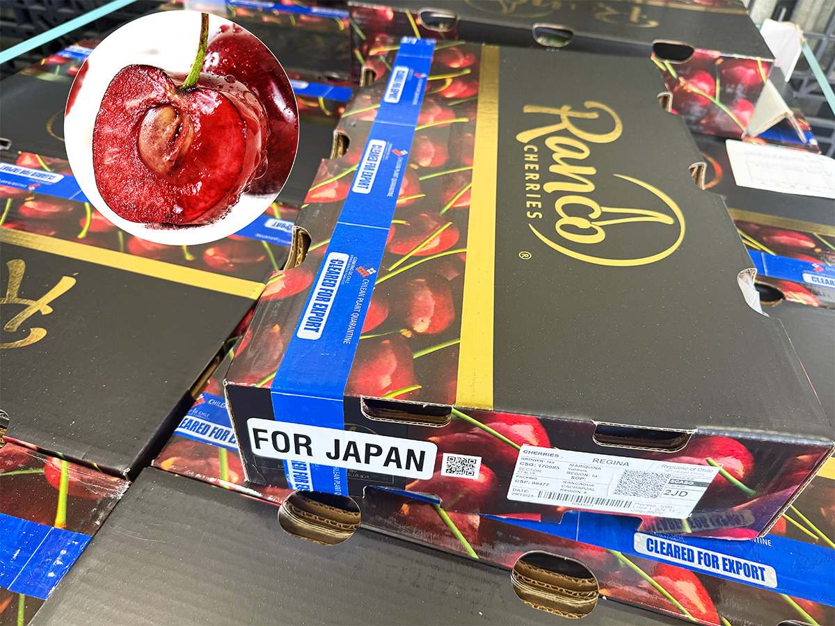 ダークチェリー 約2kg 箱 超大粒｜チリ・NZ産 空輸 プレミアムチェリー