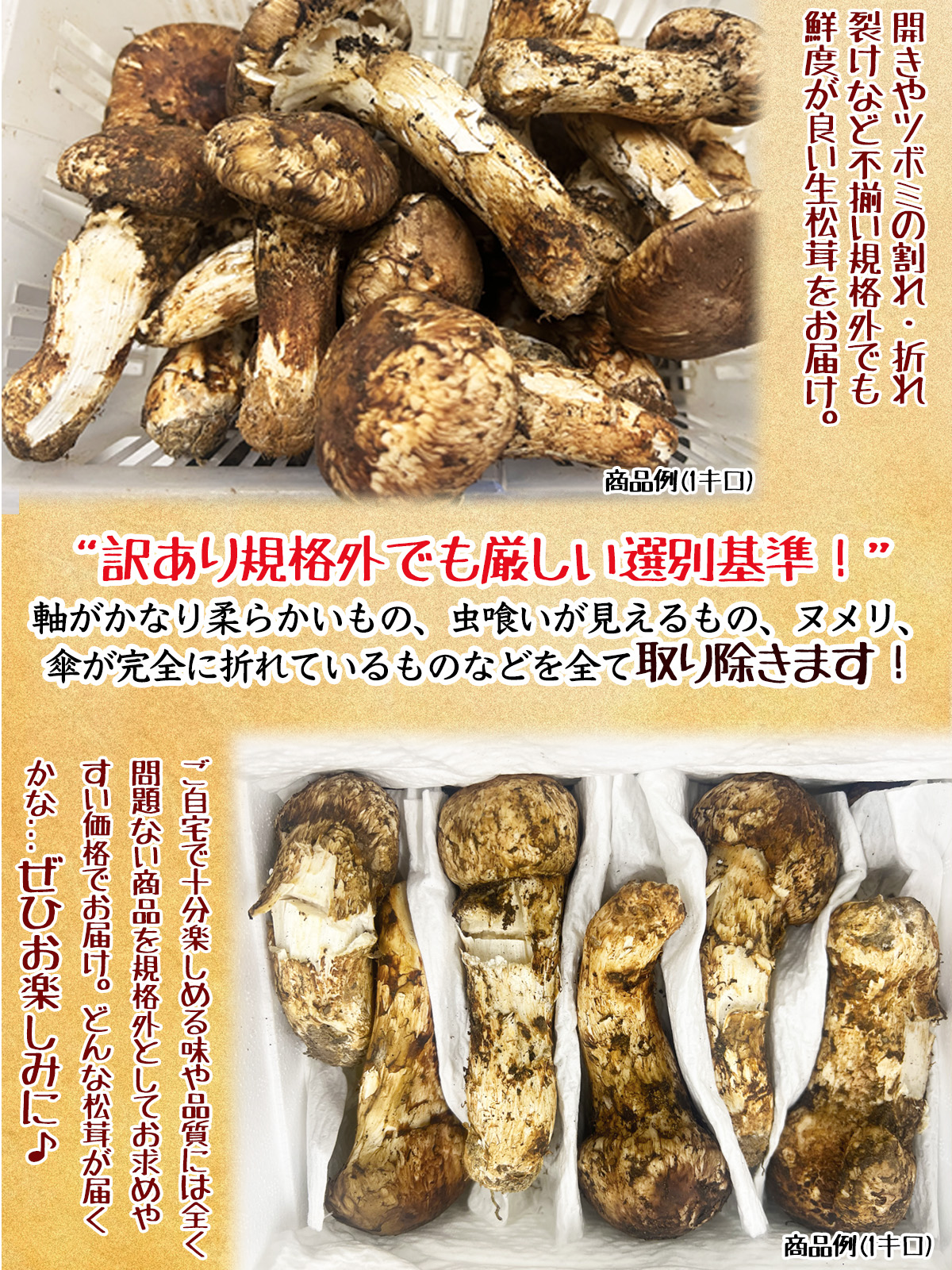 生松茸 訳あり 約2kg 箱 ＜開き方・大きさおまかせ＞ 中国雲南産 天然