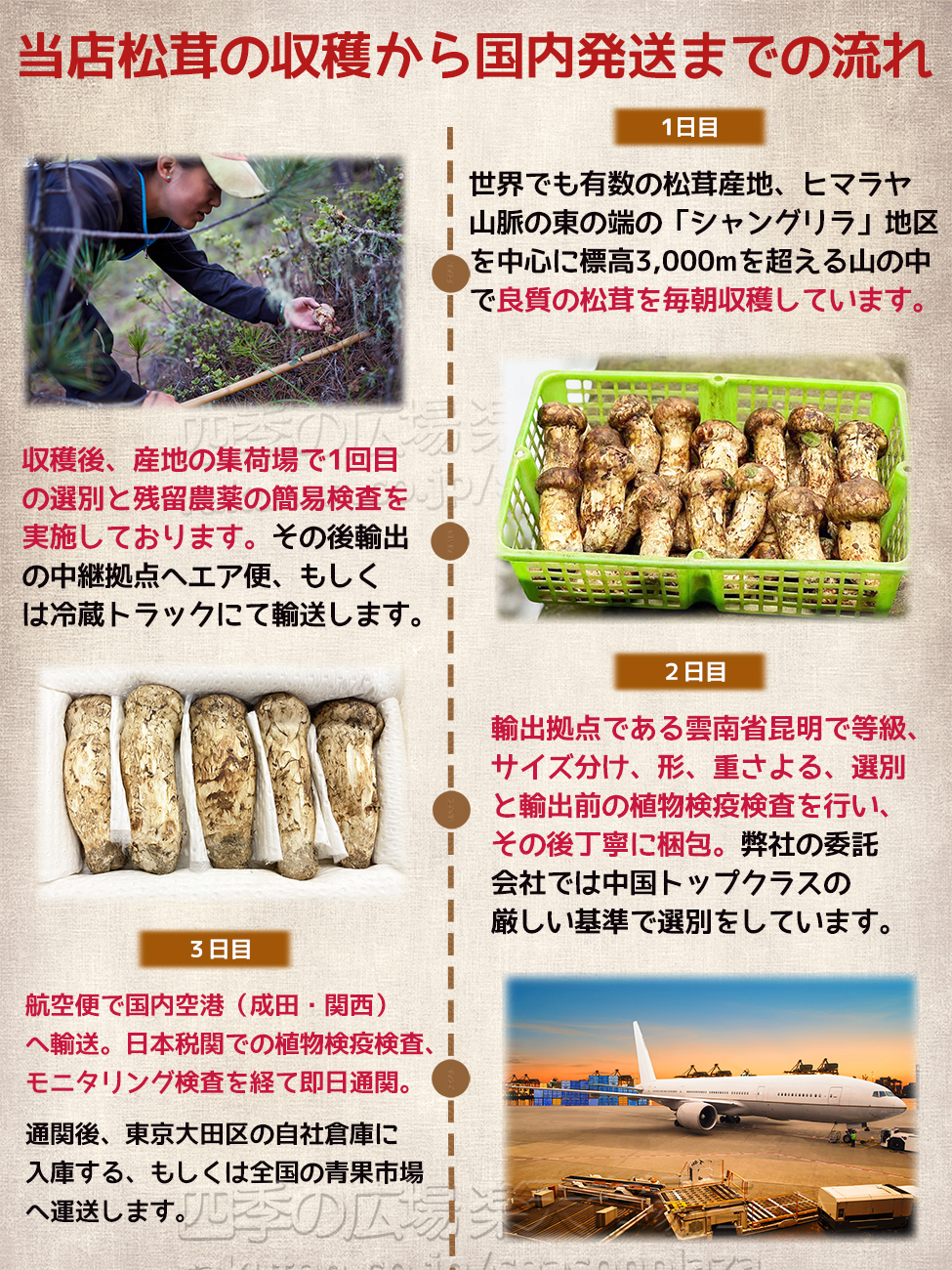 生松茸 約2kg 箱 つぼみ 特選 中国雲南産 天然まつたけ｜空輸直送
