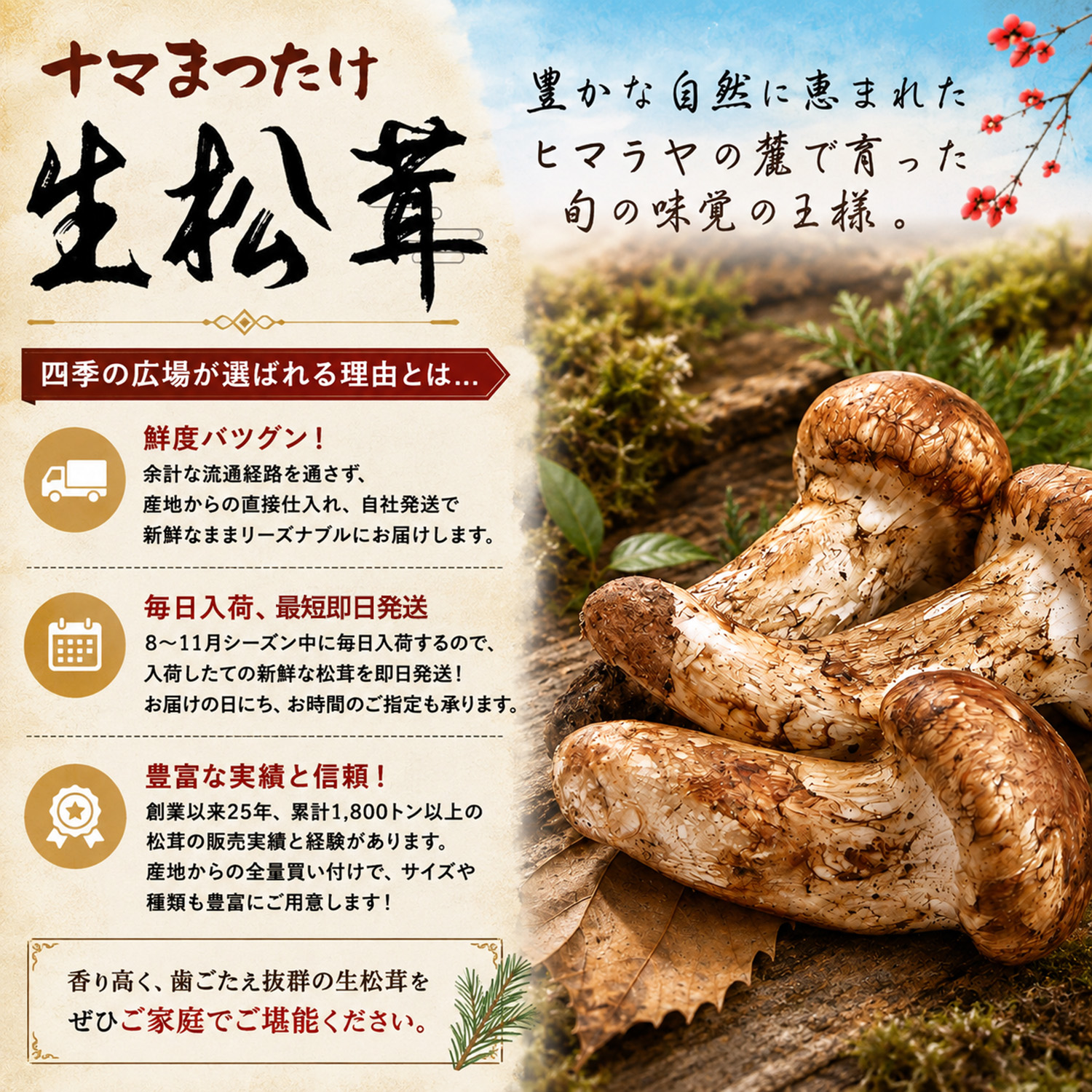 生松茸 約1kg 箱 中つぼみ(半開き) 特選 中国雲南産 天然まつたけ