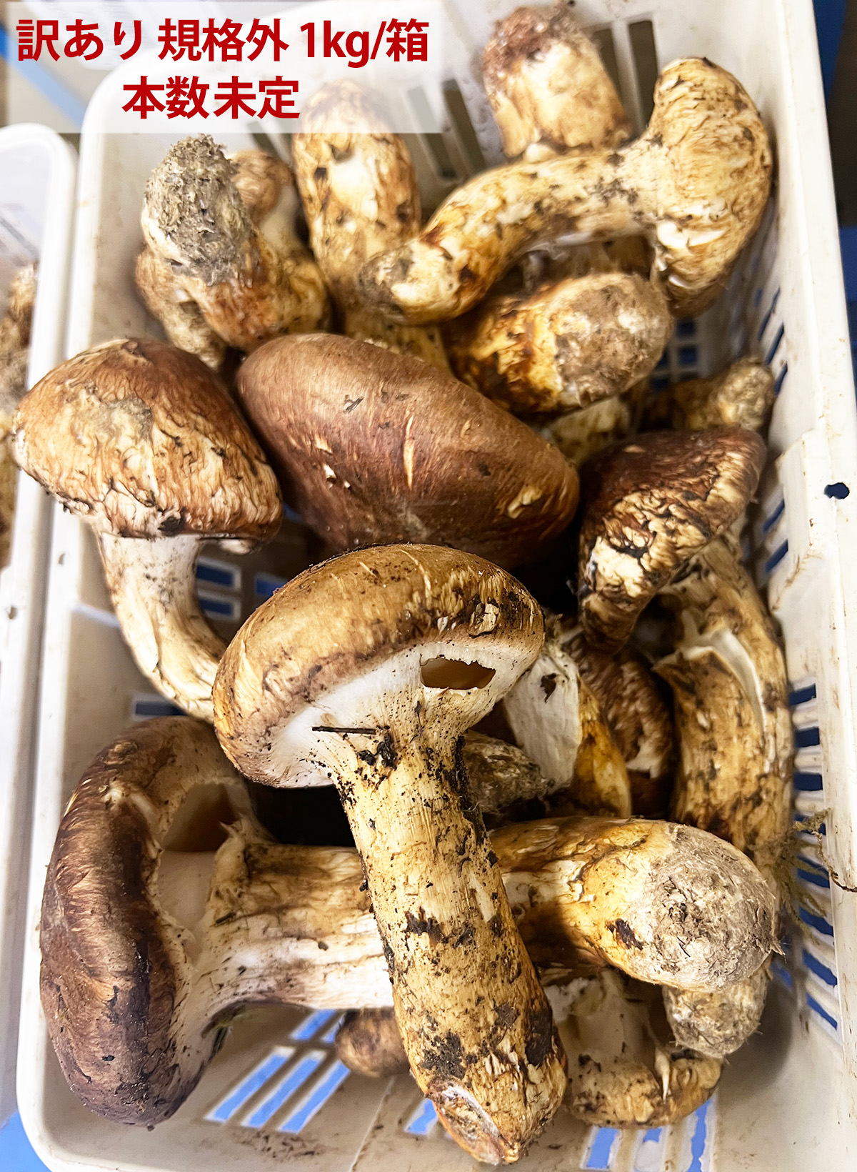 生松茸 訳あり 約2kg 箱 ＜開き方・大きさおまかせ＞ 中国雲南産 天然