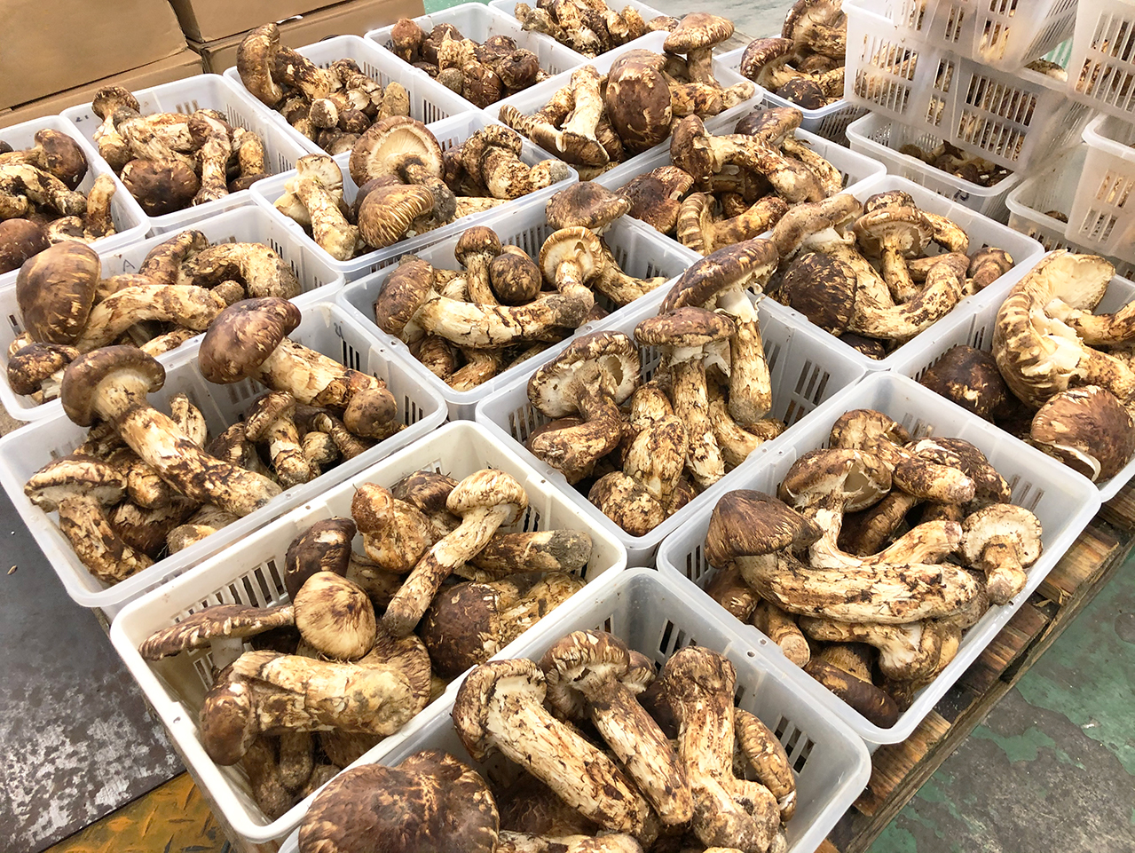 生松茸 訳あり 約2kg 箱 ＜開き方・大きさおまかせ＞ 中国雲南産 天然
