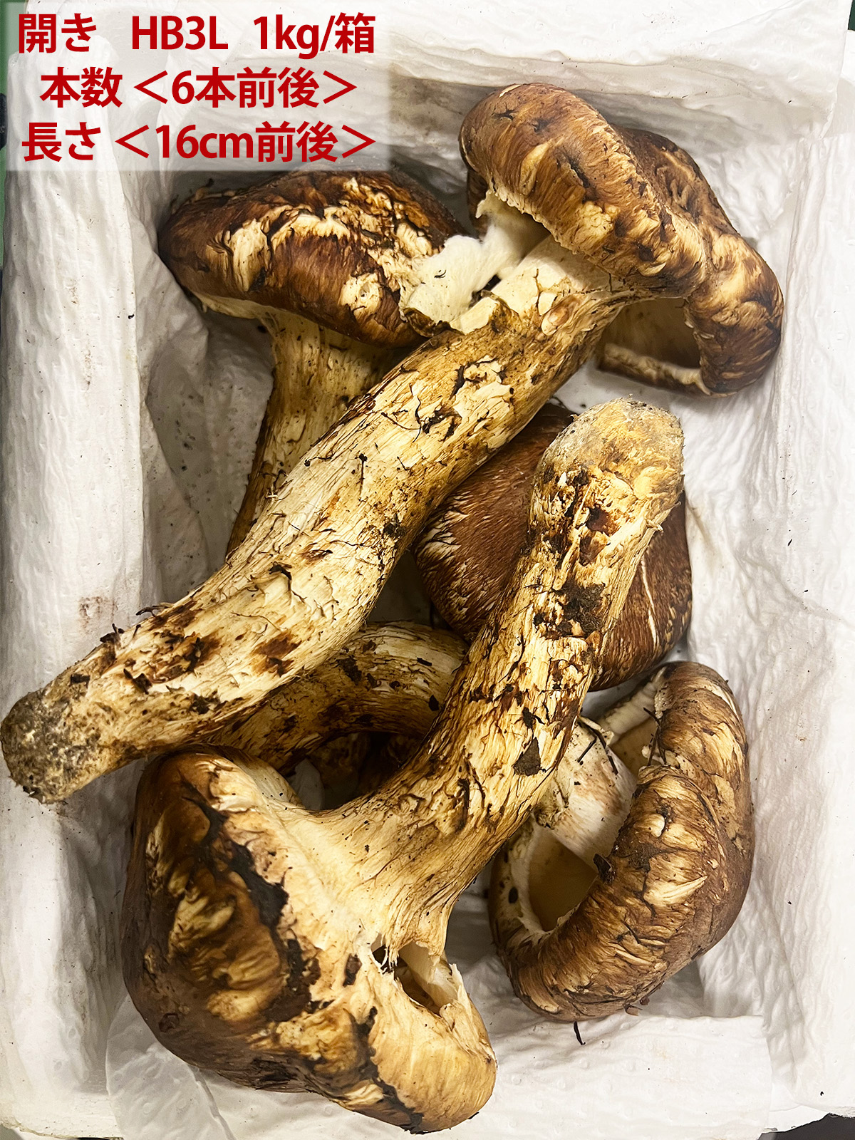 生松茸 約1kg 箱 開き 特選 中国雲南産 天然まつたけ｜空輸直送