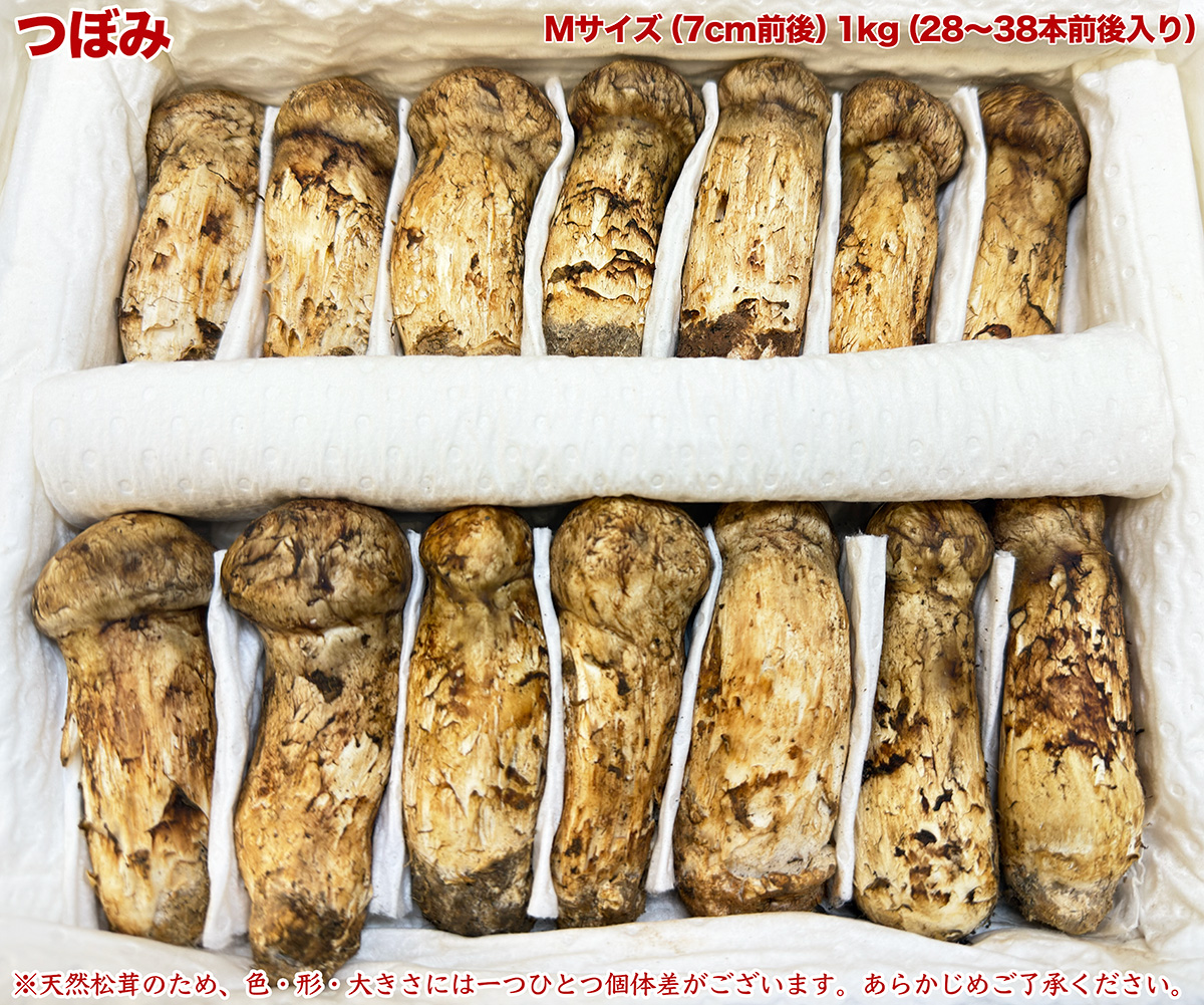生松茸 約2kg 箱 つぼみ 特選 中国雲南産 天然まつたけ｜空輸直送