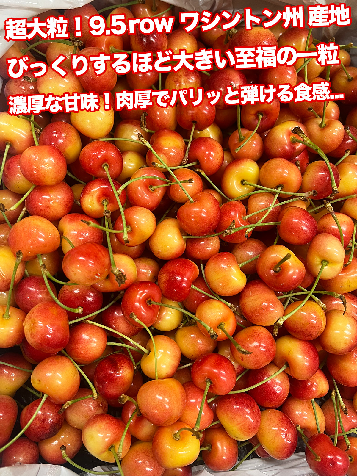レーニアチェリー 約500g 超大粒9.5row｜ワシントン州産 アメリカン