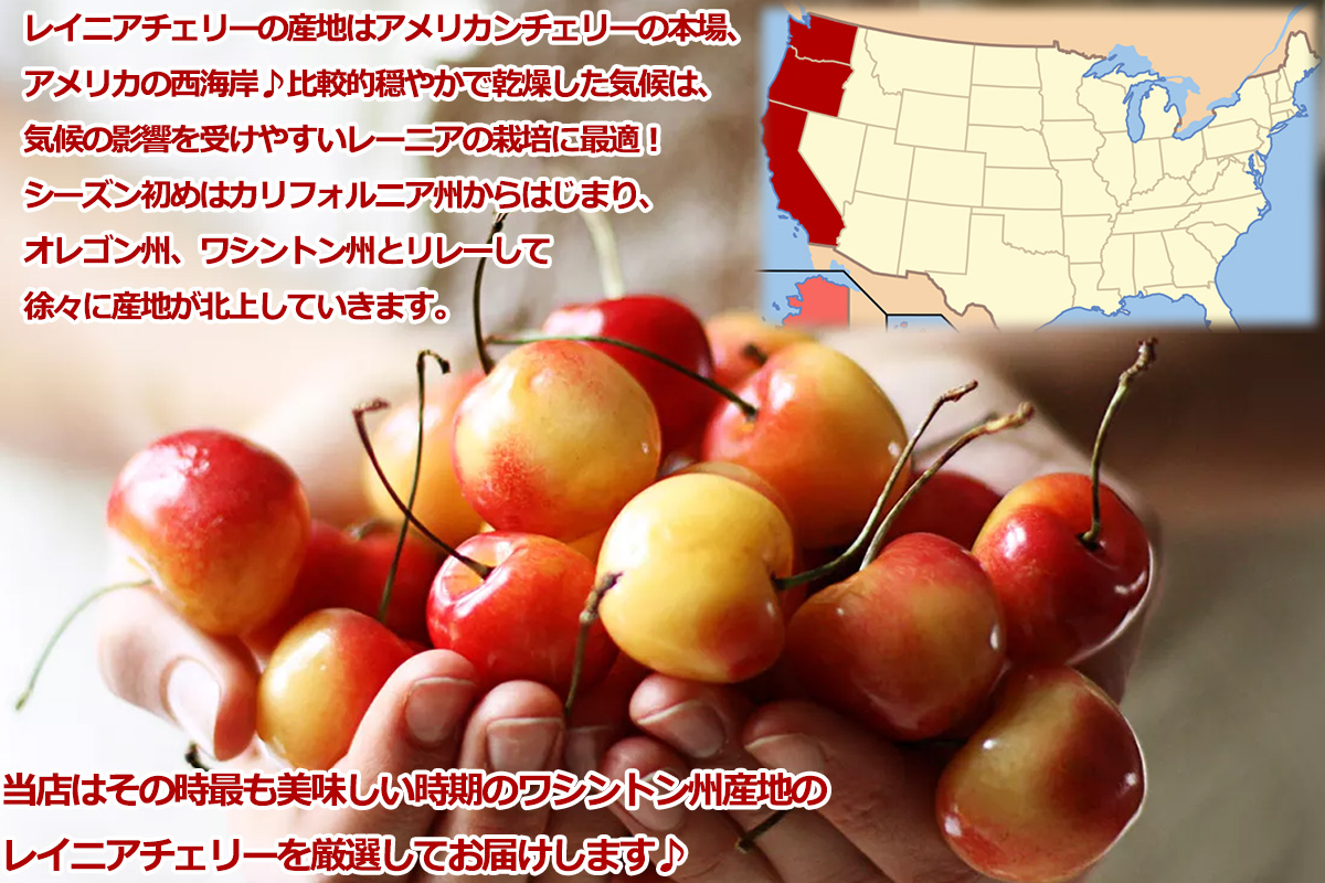 レーニアチェリー 約2kg 超大粒9.5row｜ワシントン州産 アメリカンチェリー レイニア種｜空輸 高糖度で上品な甘み さくらんぼ｜家庭用 お中元 贈答用｜国内検品_10