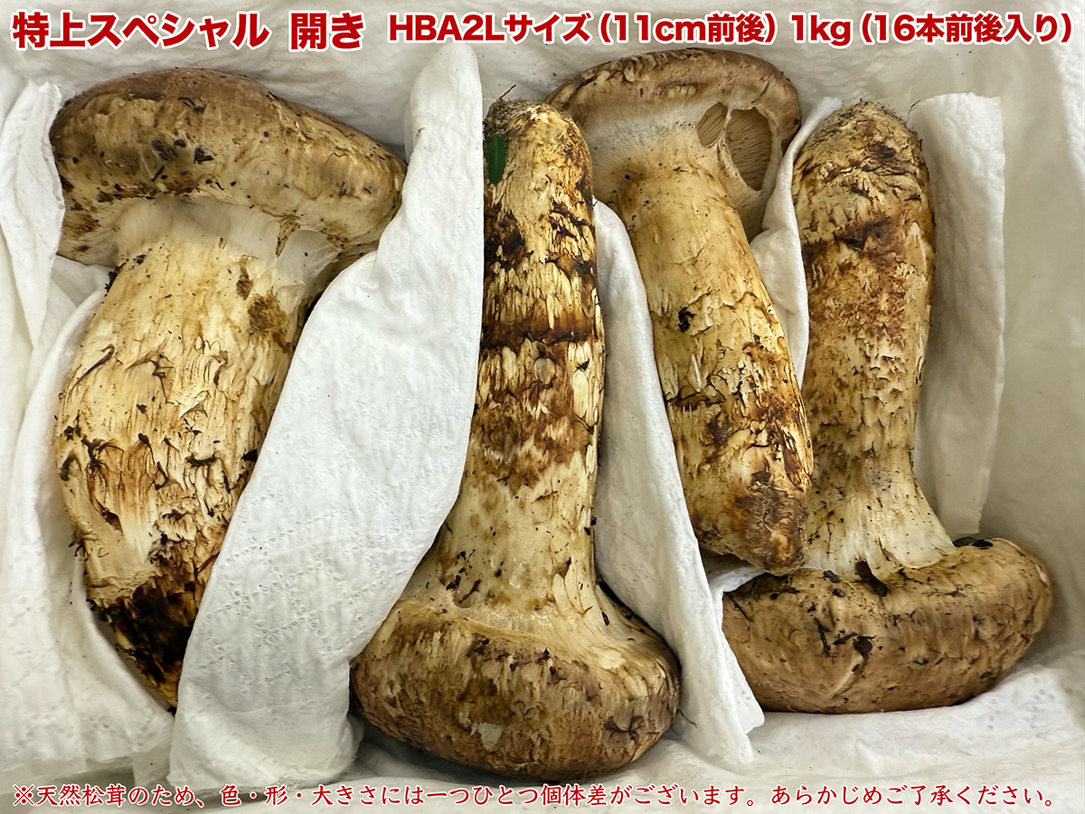 フレッシュ松茸　1kg 生松茸 約1kg 箱 開き 特選 中国雲南産 天然まつたけ｜空輸直送