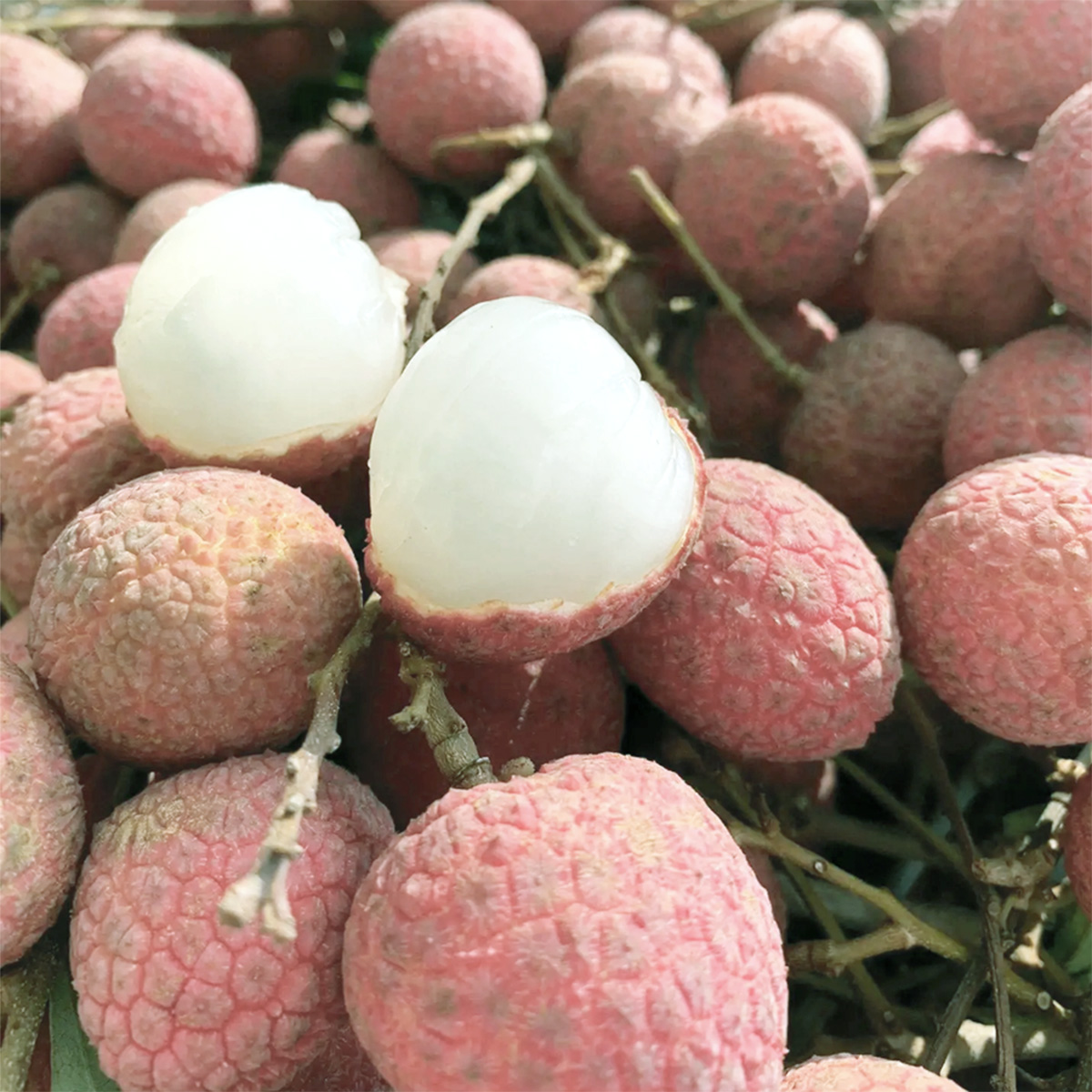 台湾産 生ライチ 黒葉 約3kg 約100玉前後 産地箱｜空輸フレッシュ