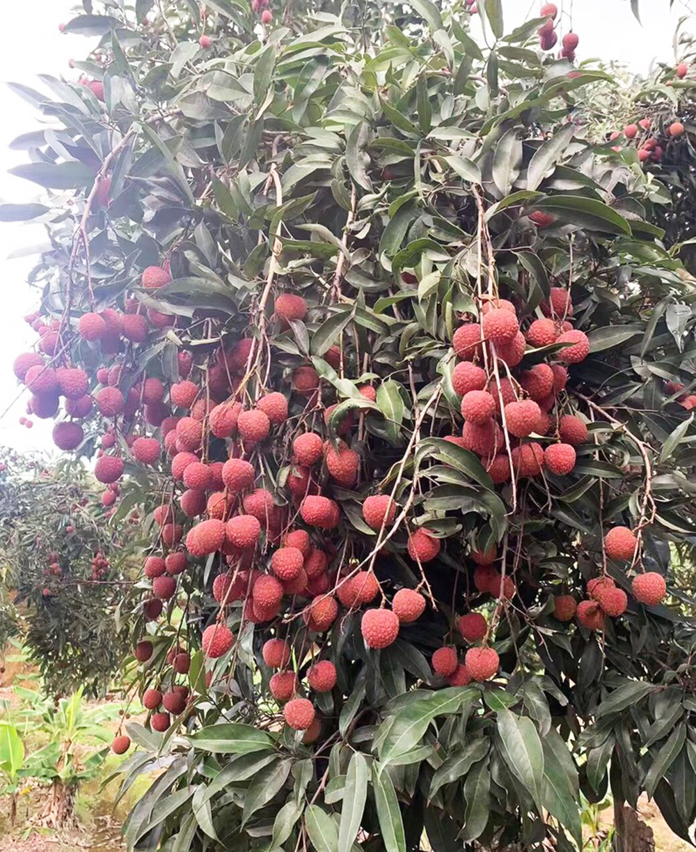 台湾産 生ライチ 黒葉 約3kg 約100玉前後 産地箱｜空輸フレッシュ