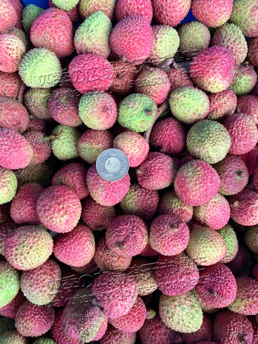 台湾産 生ライチ 玉荷包 1kg 35粒前後｜空輸 フレッシュライチ｜日本