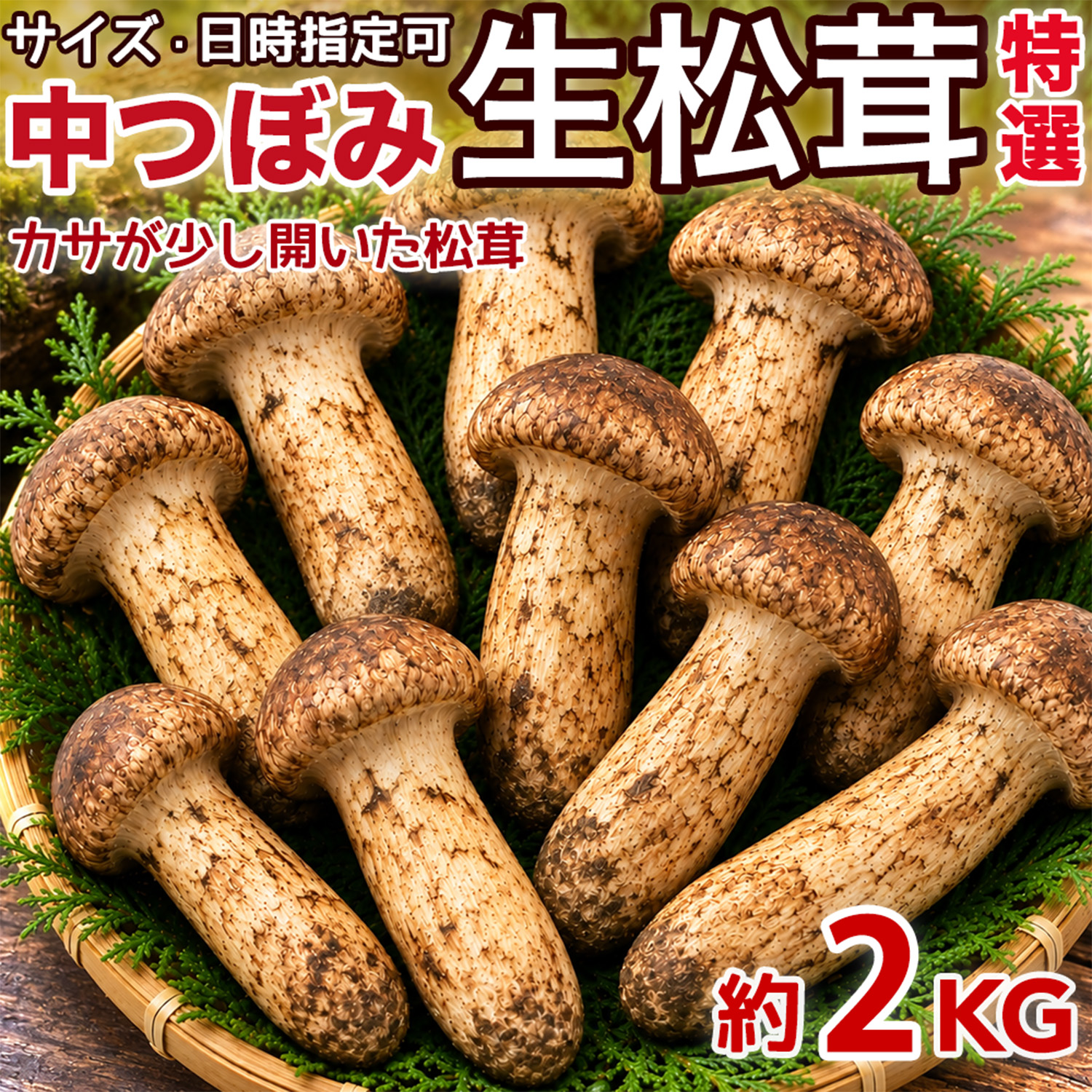 生松茸 約500g 箱 中つぼみ(半開き) 特選 中国雲南産 天然まつたけ