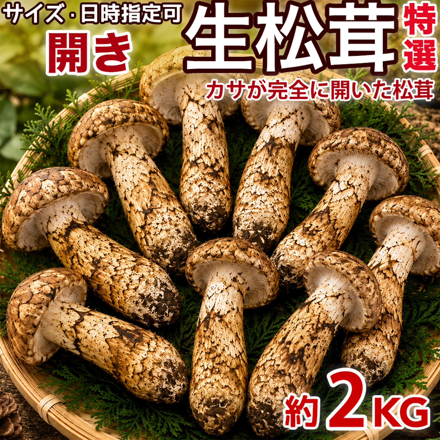 生松茸 約2kg 箱 開き 特選 中国雲南産 天然まつたけ｜空輸直送