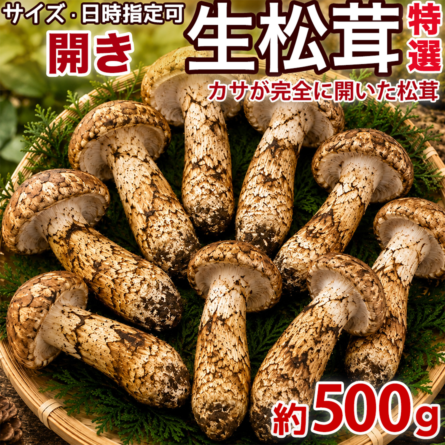 生松茸 約500g 箱 開き 特選 中国雲南産 天然まつたけ｜空輸直送