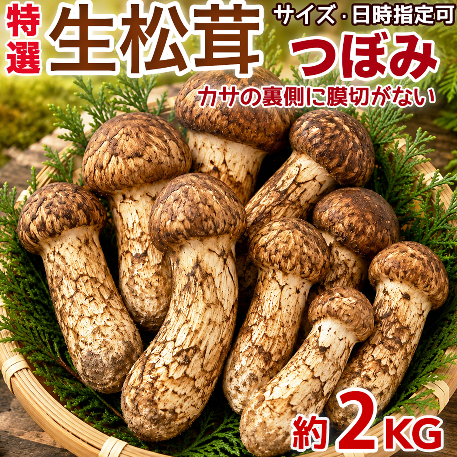 生松茸 約2kg 箱 つぼみ 特選 中国雲南産 天然まつたけ｜空輸直送