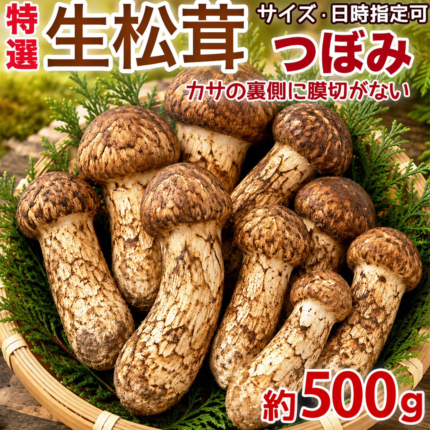 生松茸 約500g 箱 つぼみ 特選 中国雲南産 天然まつたけ｜空輸直送