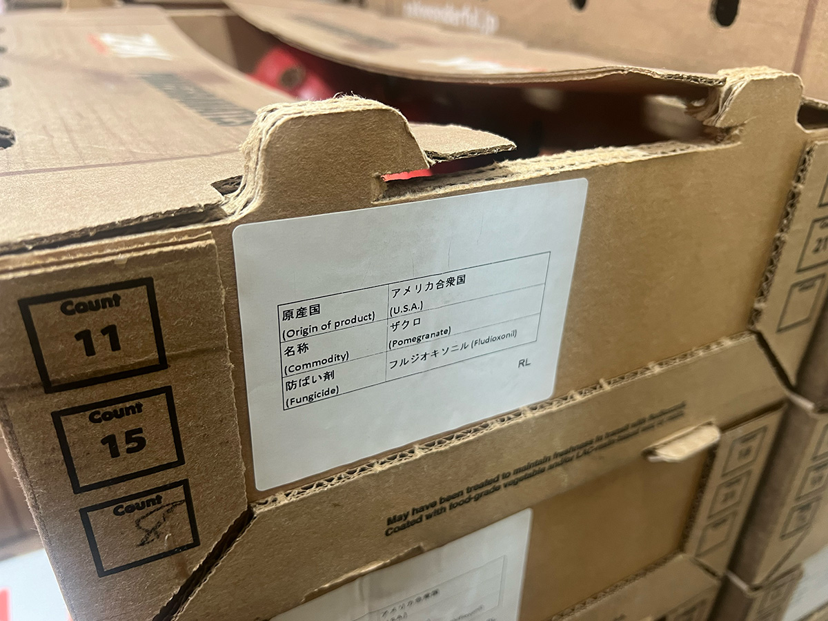 新鮮ザクロ一箱 生ザクロ 約3.5kg（10〜14玉入）産地箱 空輸 ｜チリ産・アメリカ産