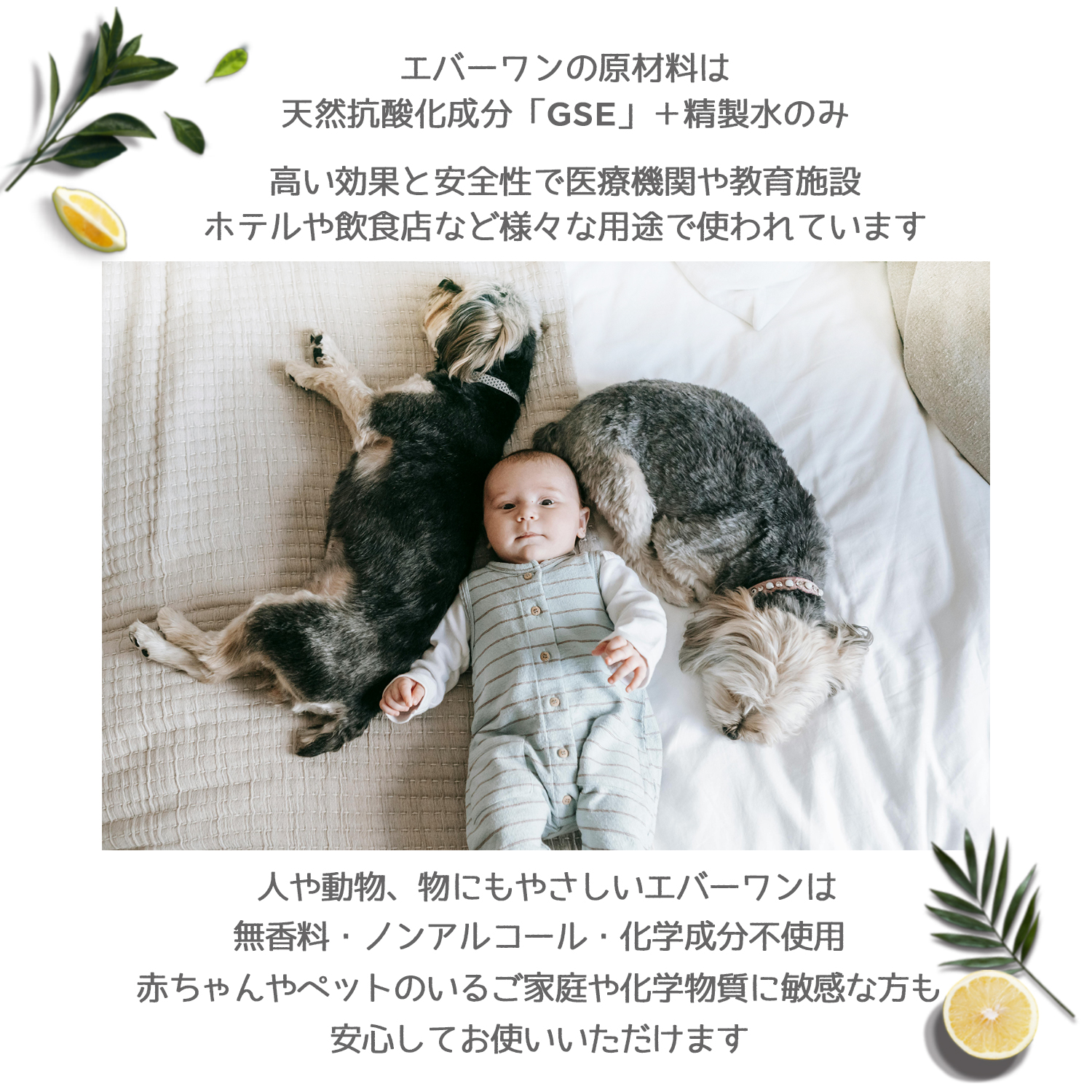 Everone エバーワン マルチコーティング除菌剤 2L 詰め替え用 持続抗菌3カ月 抗ウイルス 防カビ 消臭 日本製 SIAA認証 除菌スプレー GSE | Everone | 04