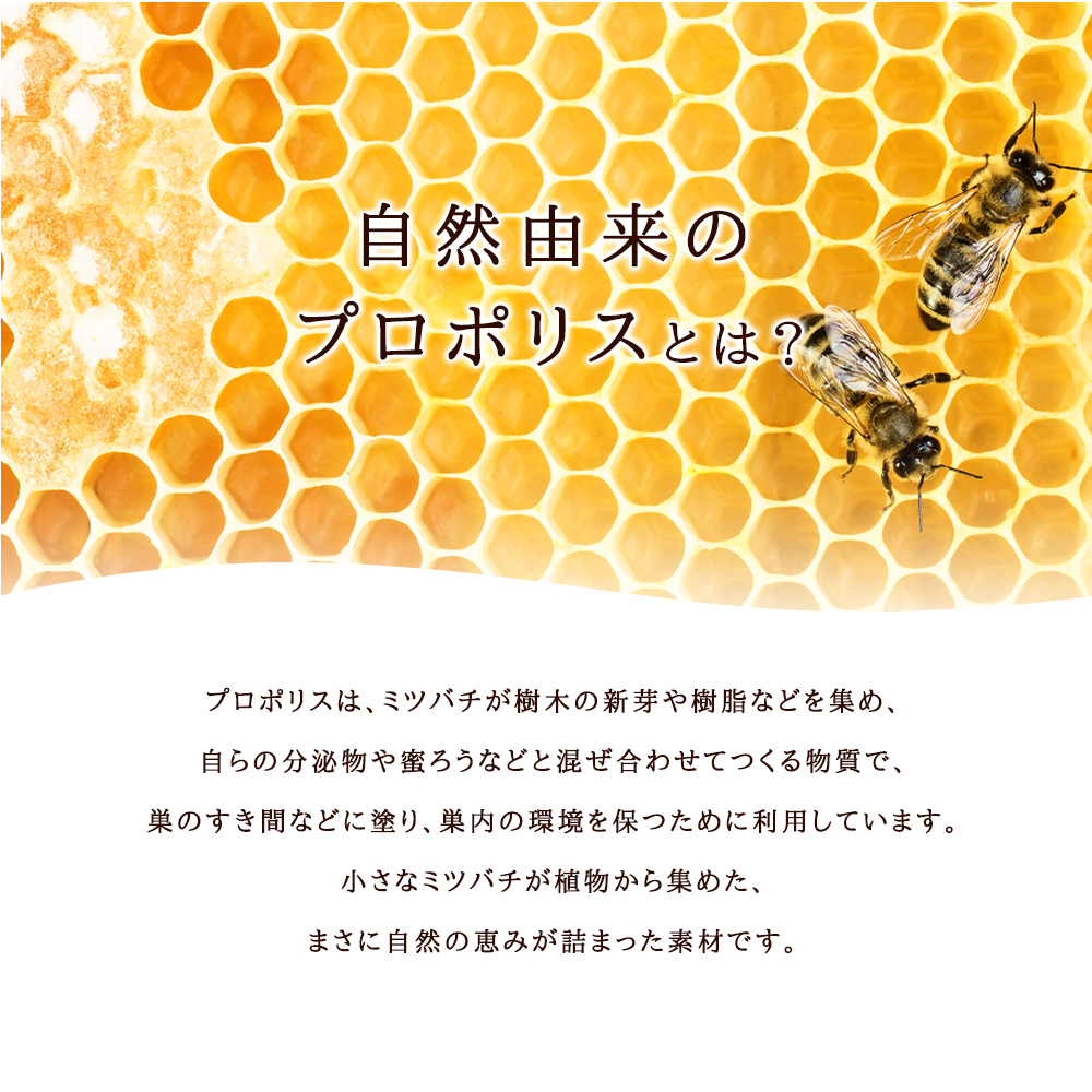 seedcoms（シードコムス） サプリ サプリメント プロポリス 約12ヵ月分