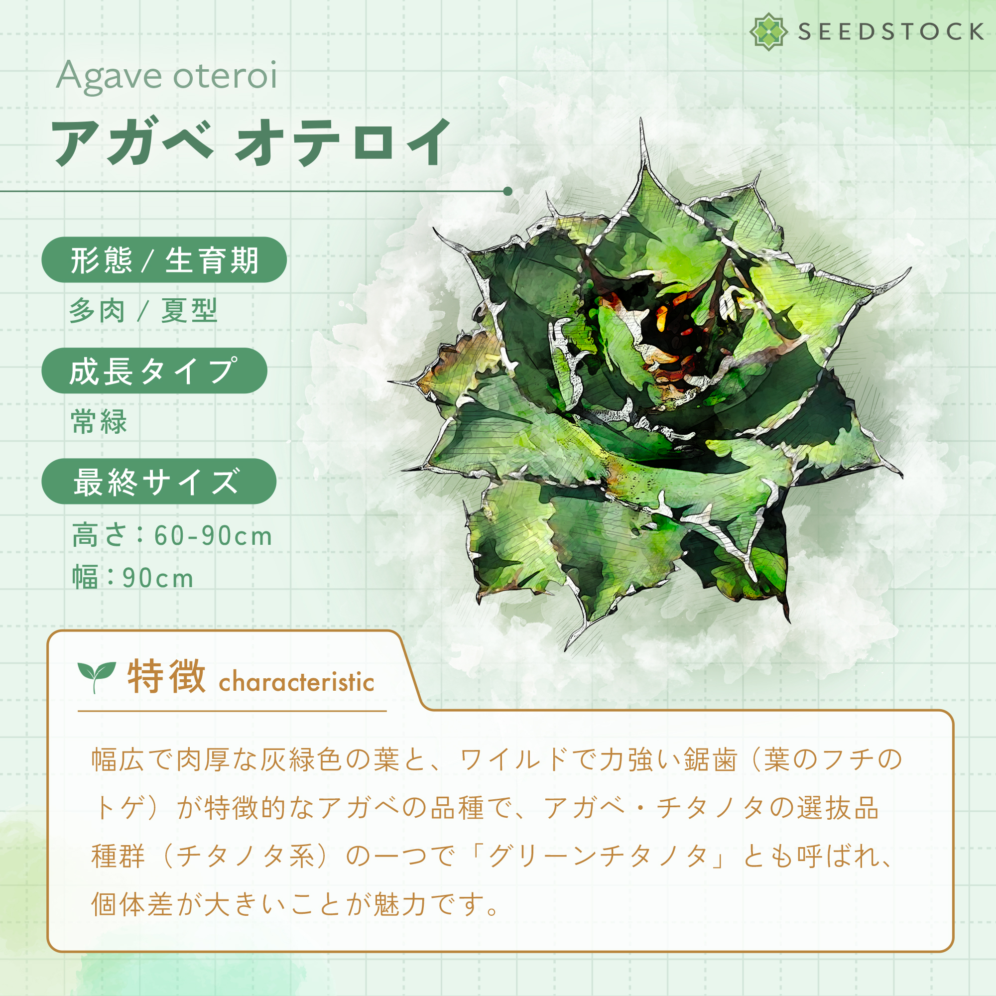 種子] アガベ オテロイ Agave oteroi 100粒｜人気品種 希少品種